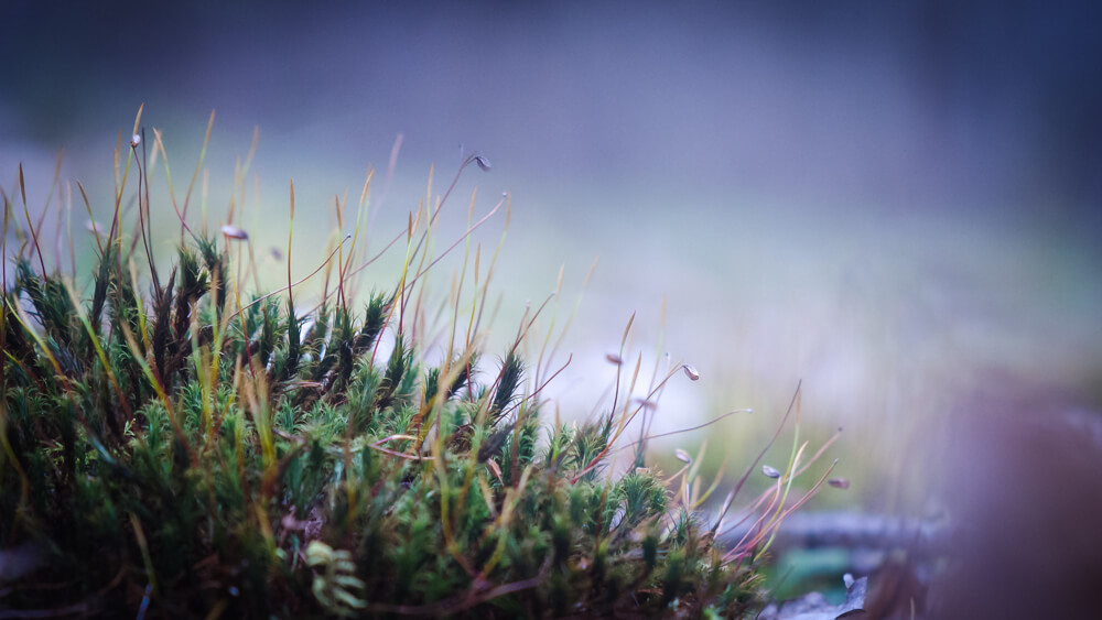 photographie macro, photographe lyon