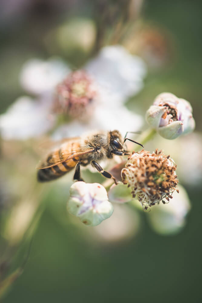 photographie macro, photographe lyon